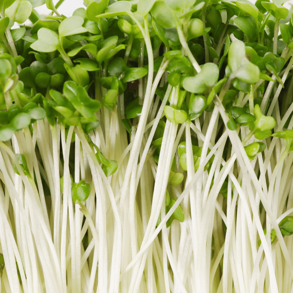 Broccolikiemen