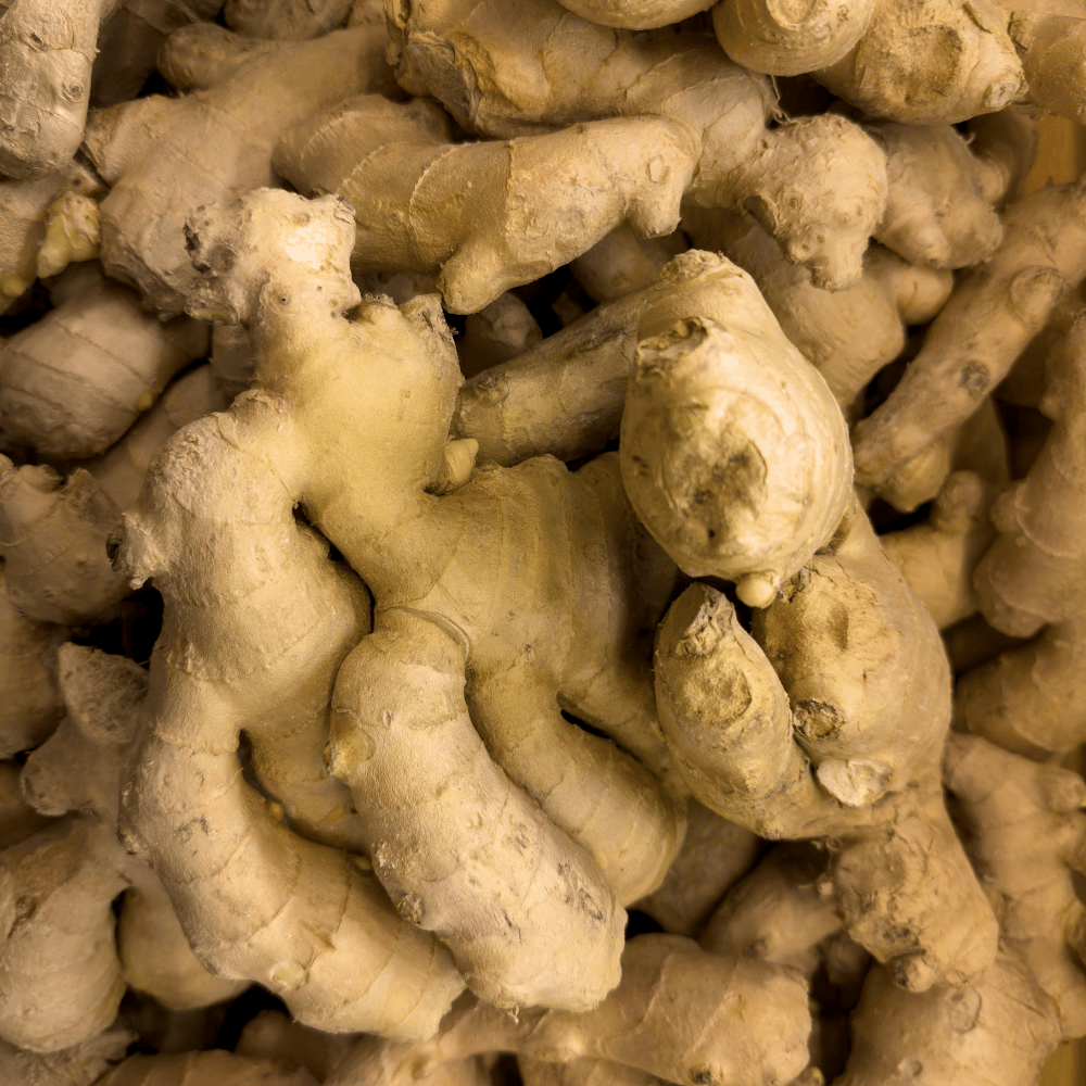 gember ginger